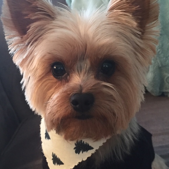 Meet your Posher, Shannon - Picture 3 of 4